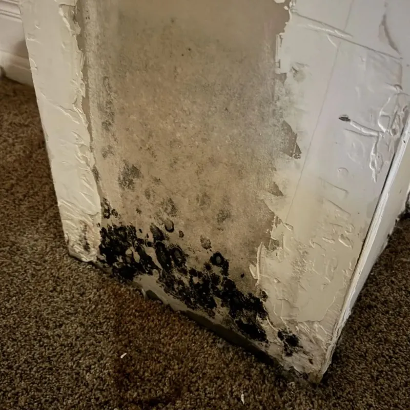 Professional Mold Removal in Fort Davis, TX